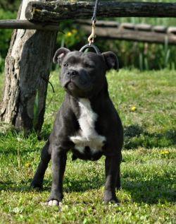 Bluedogcity I Am Prince Blue J-R | Staffordshire Bull Terrier 