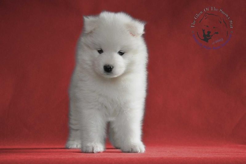 GIZA YOLO The Glow Of The Snowy Star | Samoyed 