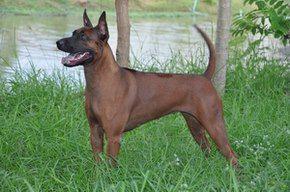 SIAM GRAND CHAO-SAO BY D-D-P | Thai Ridgeback 