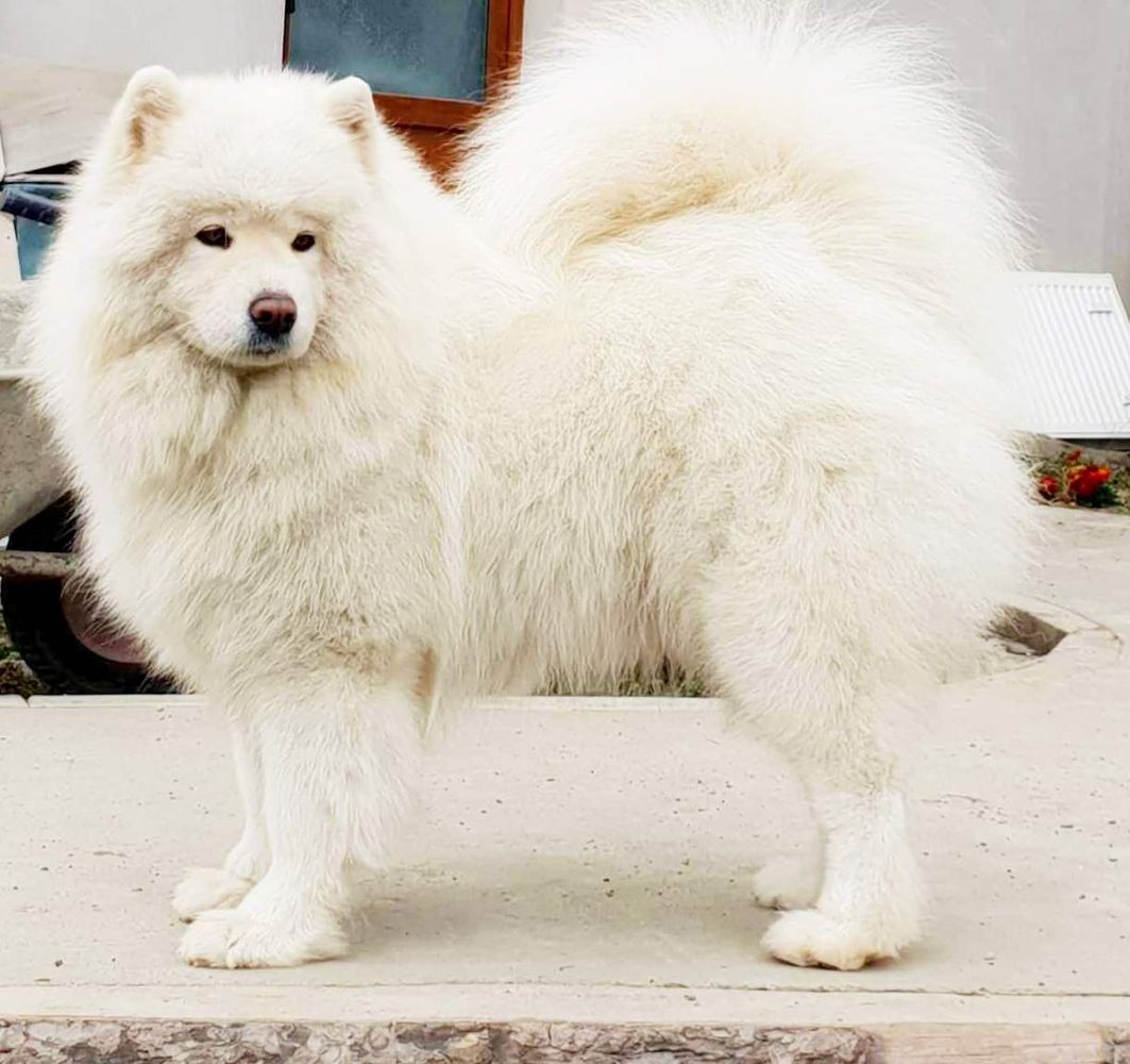 Grand Smile Heaven Sent | Samoyed 