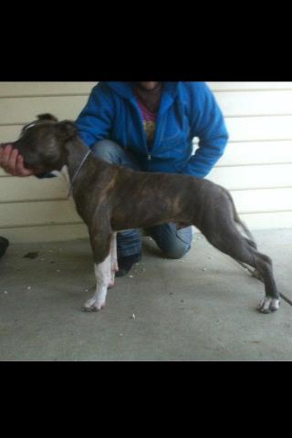 Lavoro Blue Eyes | American Staffordshire Terrier 