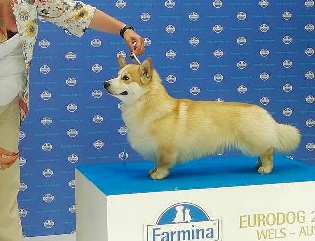 Alfawish Kris | Pembroke Welsh Corgi 