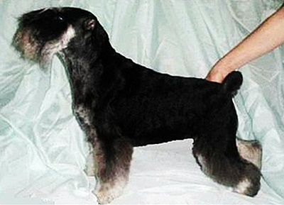 COMET HALLEY Sandora | Miniature Schnauzer 