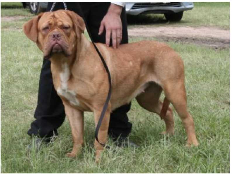 BORDOGUE ANGELIQUE | Dogue de Bordeaux 