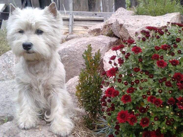 Masyanys Don Hot Dog | West Highland White Terrier 