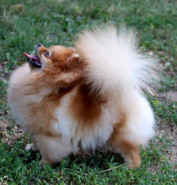 Starlights Step To Next Dream | Pomeranian 