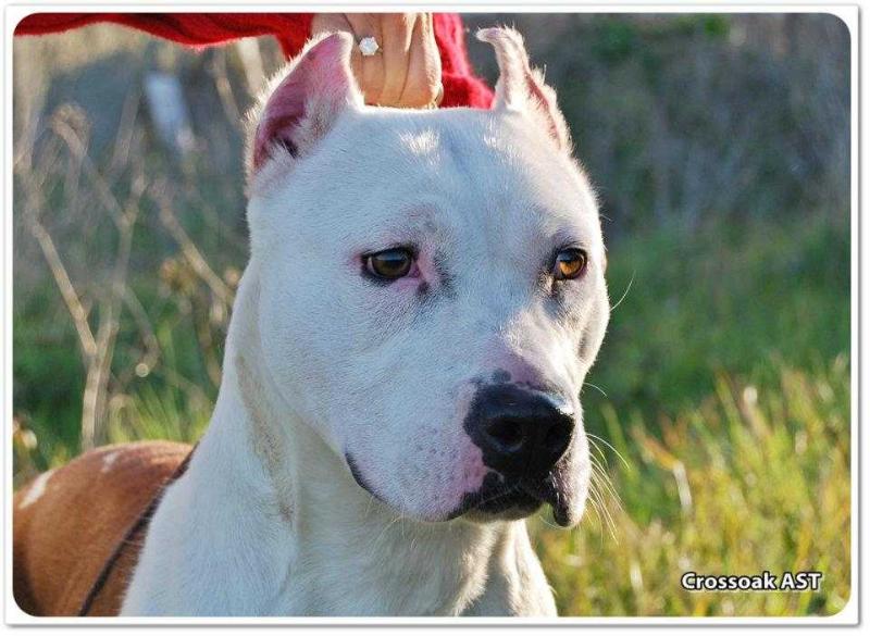 Lara del Castillo de Los Patos | American Staffordshire Terrier 