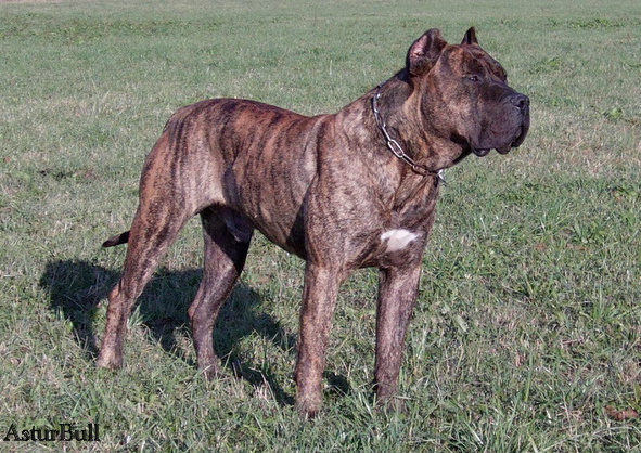 Riberbox Aquiles (Nito Astur Bull) | Perro de Presa Canario 