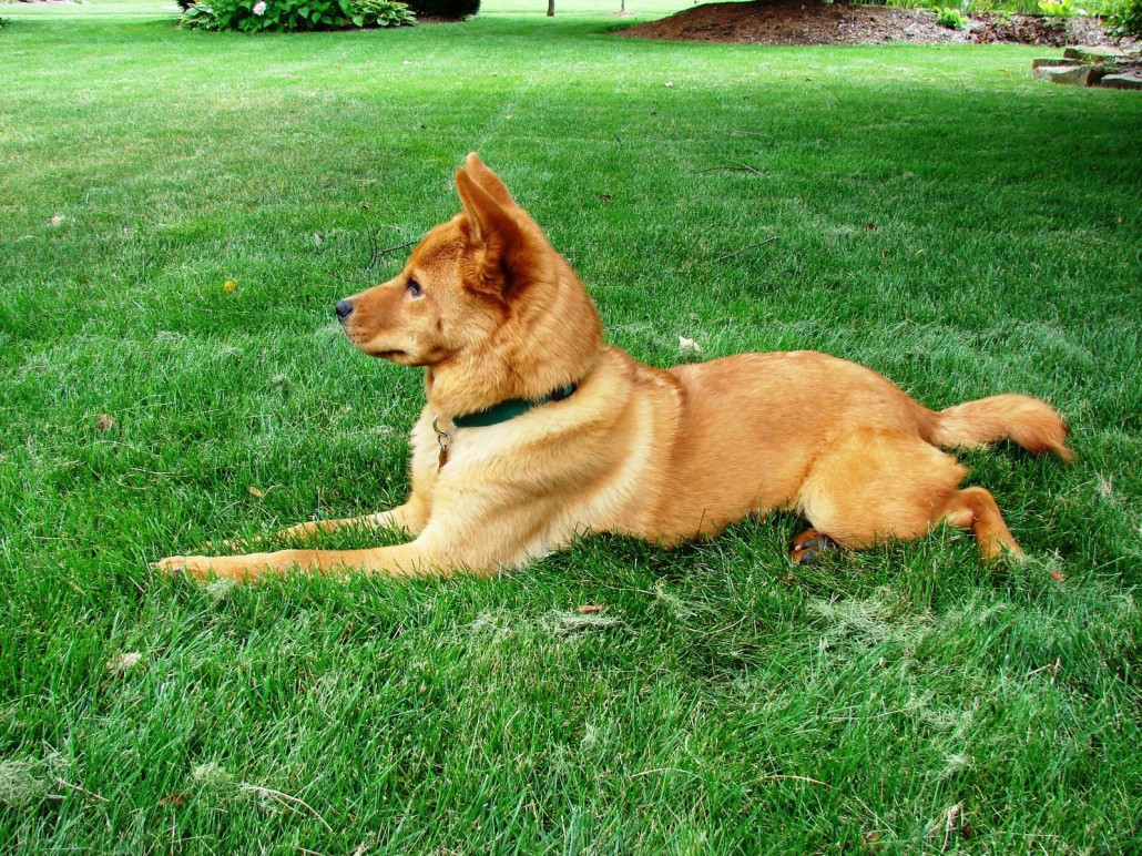 Finnish Spitz
