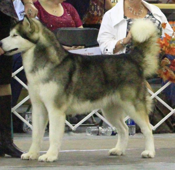 Illusion's Straight From The Jacket | Alaskan Malamute 