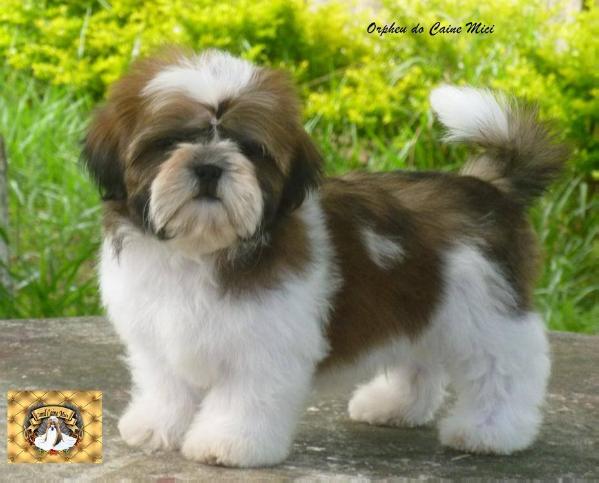 Orpheu do Caine Mici | Shih Tzu 