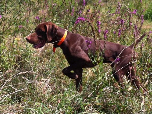 Darling du Clos des Morandes | German Shorthaired Pointer 