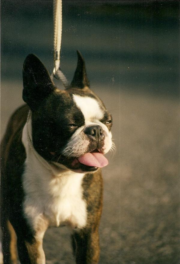 Navarro cambolesque des Hauts coureurs | Boston Terrier 