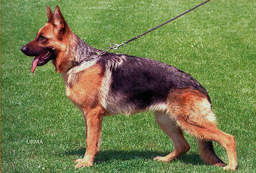 Una della Valcuvia | German Shepherd Dog 