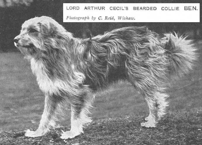 Ben (c.1912) [Lord Arthur Cecil's] | Bearded Collie 