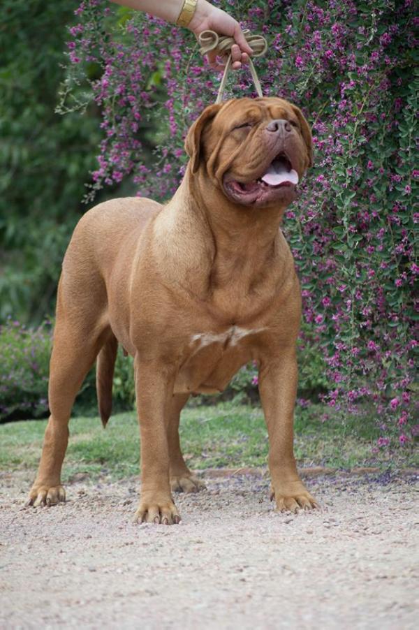 Emma Of Der Okinas House | Dogue de Bordeaux 