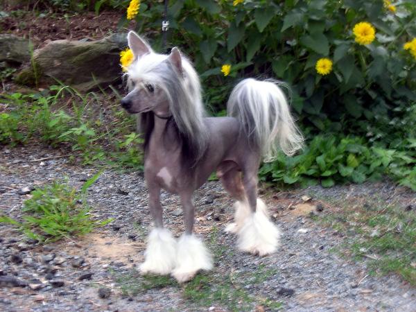 Yucatan Camelot's Prince Erik | Chinese Crested 