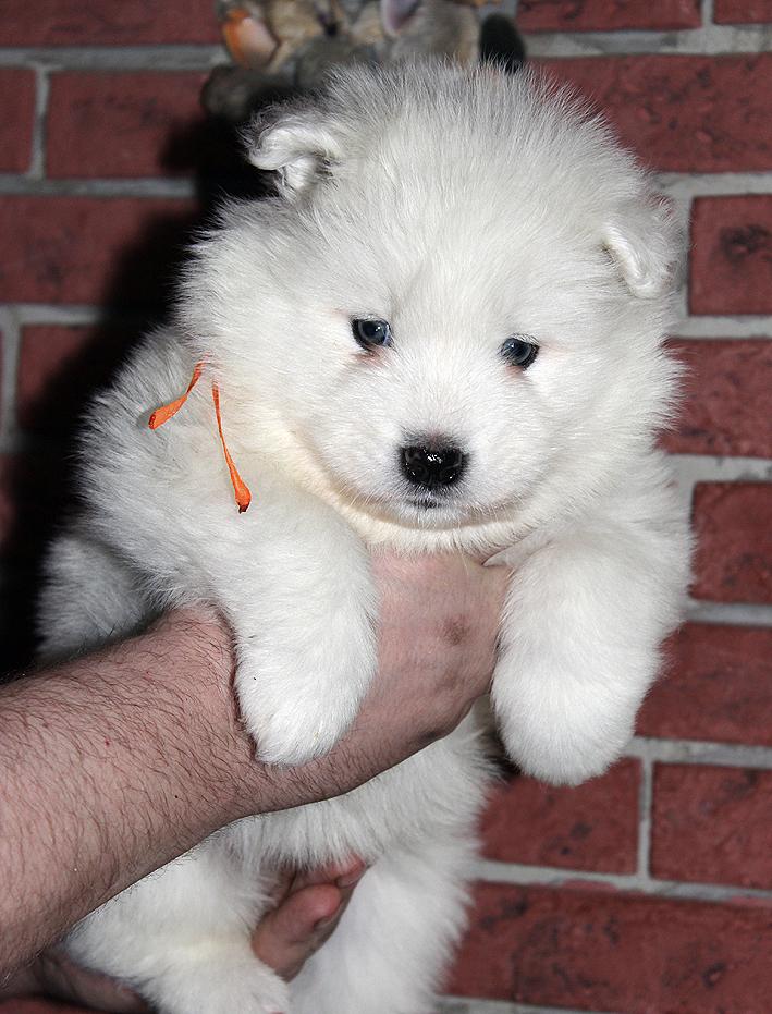 IZDOMASU SANSARA | Samoyed 