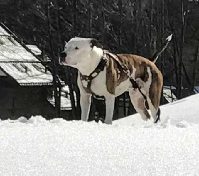 ROCHE (2014) | American Staffordshire Terrier 