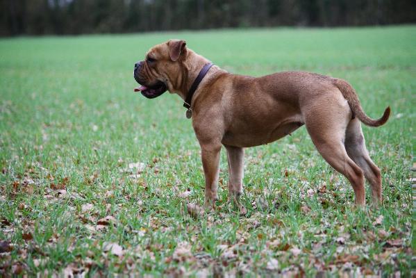 Freedombulls Ruby | Olde English Bulldogge 