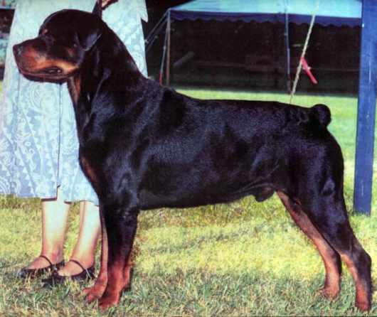 Haakon Moby von Reishoff | Rottweiler 