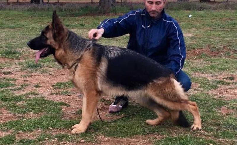 Imperia del Rione Antico | German Shepherd Dog 