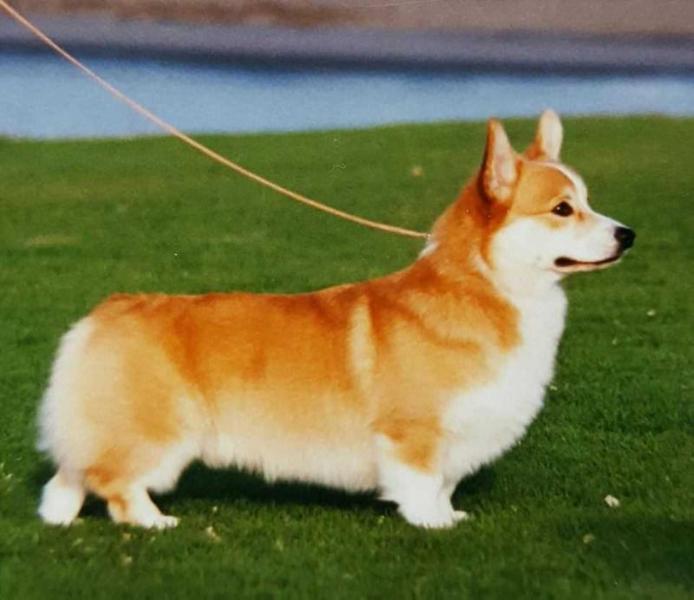 Renefield Dream Catcher | Pembroke Welsh Corgi 
