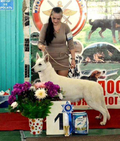 ABSOLUTE WHITE BEAUTIFUL FAIRY TALE | White Swiss Shepherd Dog 