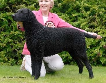 Gladrags In The Mood | Curly Coated Retriever 