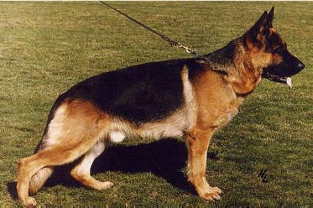 Kerry von der Wienerau | German Shepherd Dog 