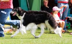 Lynx Dark Lady | Borzoi 