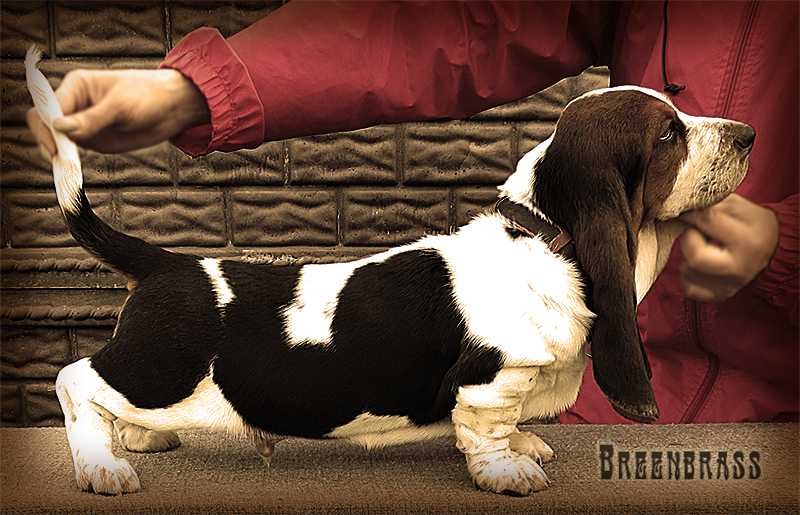 O'Konnor Salvador BREENBRASS | Basset Hound 