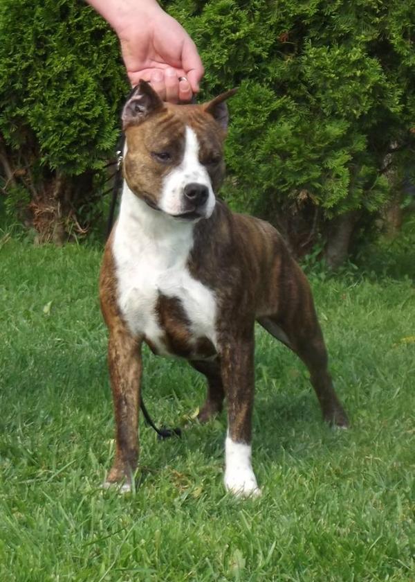 Wayside Wroth Síva | American Staffordshire Terrier 