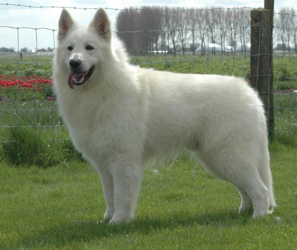 Wodha Ami of the Heart of Lothian | White Swiss Shepherd Dog 