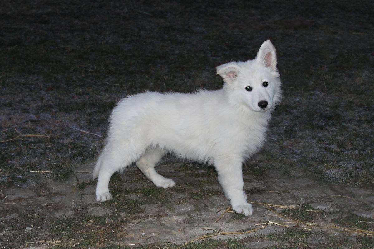 Dragon's White Star of Arida Farm | White Swiss Shepherd Dog 