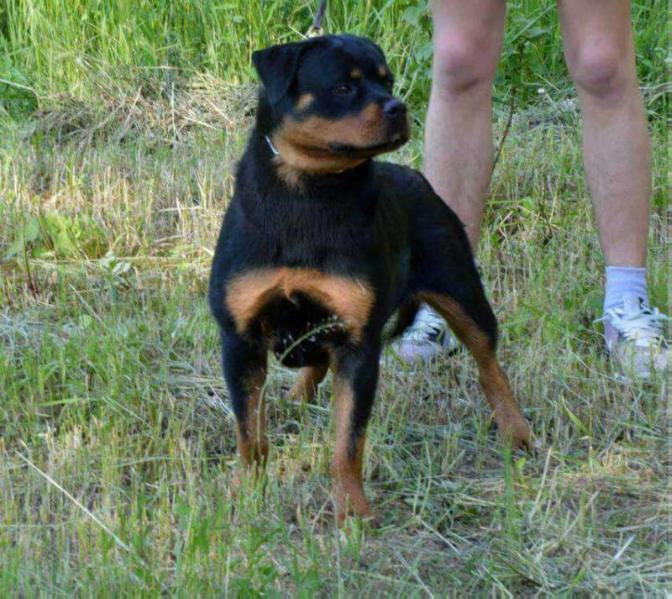 ZARA OF HOUSE MISCEVIC | Rottweiler 