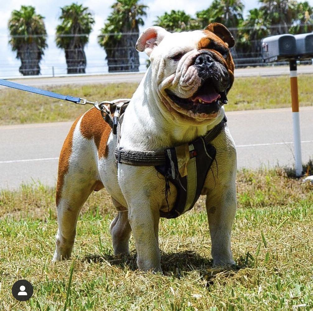 New Era’s Creed | Olde English Bulldogge 