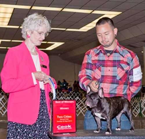 PALLAZZO STORMY MOUNTIANS LITTLE THUNDER | French Bulldog 