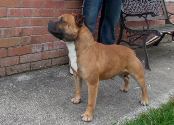 Cumhil Red Regent at Suirstaff | Staffordshire Bull Terrier 