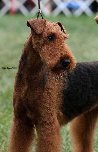 Redbeard I Rule The World | Airedale Terrier 