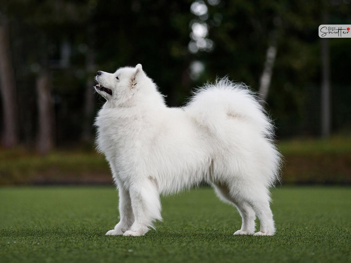 PLEASURE TO ARCTIC CHALLENGE Of Karasea | Samoyed 