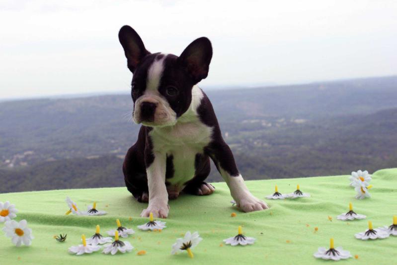 Max Johnson | Boston Terrier 