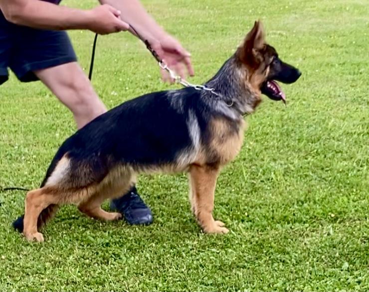 Della Belona | German Shepherd Dog 