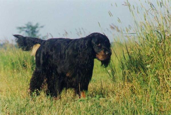 Chaparral XLO Rater XL Lent | Gordon Setter 