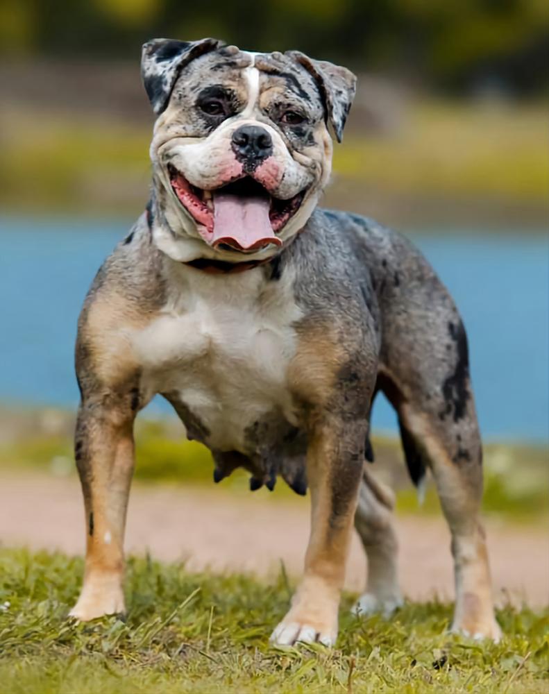 Darochas Miracle | Olde English Bulldogge 