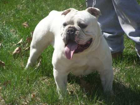 Maui | Olde English Bulldogge 