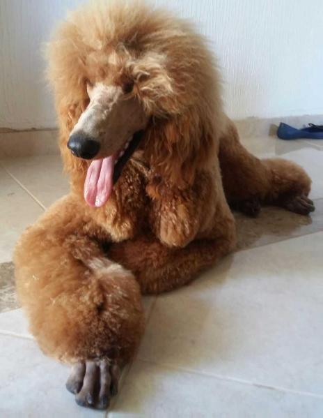 Avelã Quindim | Poodle 