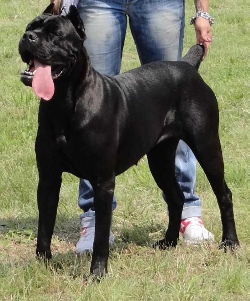 Amaris Keeper of Silver Gate | Cane Corso 