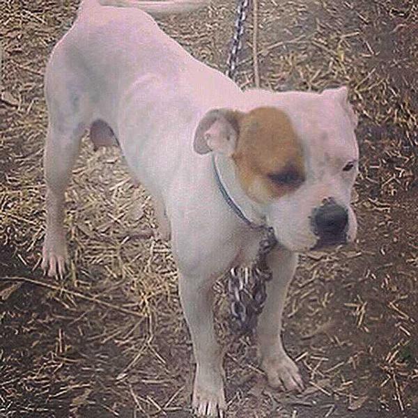 Groom's Angel | Olde English Bulldogge 