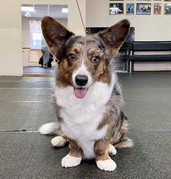 Kherders Madrai Garry Poter | Cardigan Welsh Corgi 